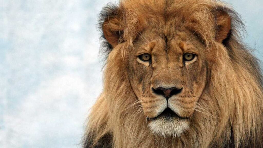 Leão puxa qual bicho no jogo do bicho