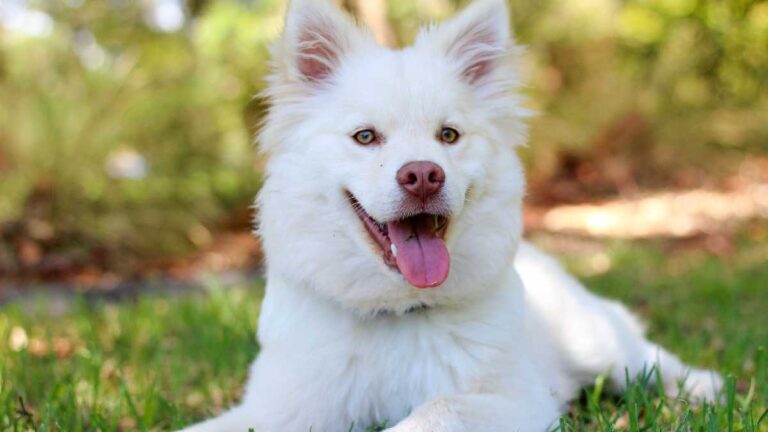 Raça de Cachorros de Rico: As Opções Mais Sofisticadas