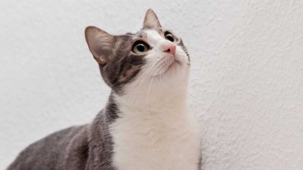 Como garantir o conforto e a limpeza do espaço do seu gato? Como garantir o conforto e a limpeza do espaço do seu gato