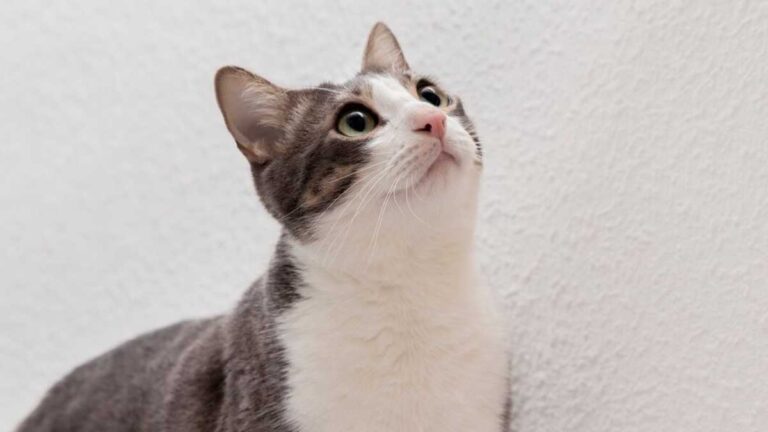 Como garantir o conforto e a limpeza do espaço do seu gato?