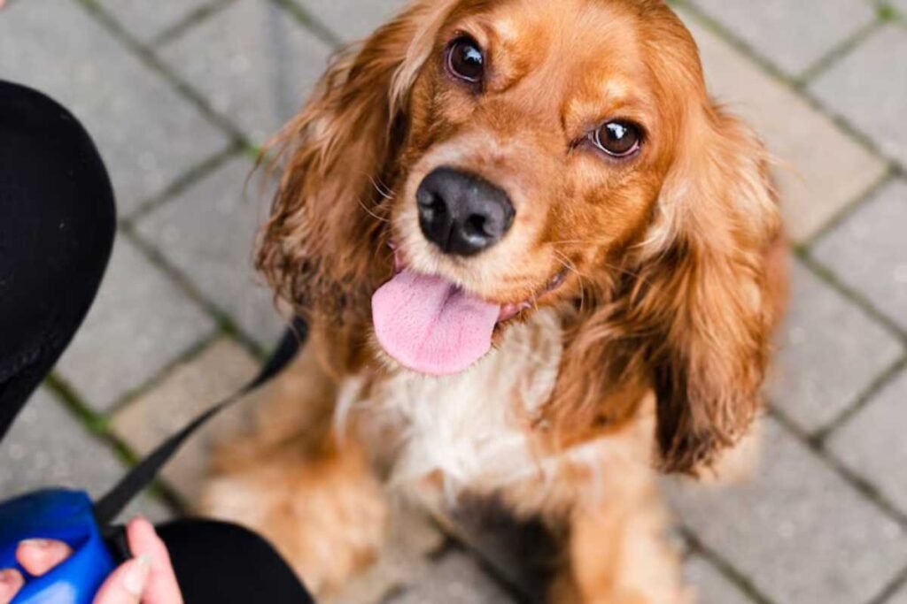 Adaptando a rotina do seu pet para diferentes fases da vida Adaptando a rotina do seu pet para diferentes fases da vida