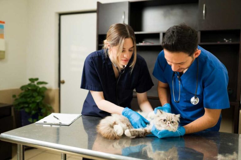 Quanto tempo dura um curso de auxiliar de veterinário? Guia Prático e Duração Média