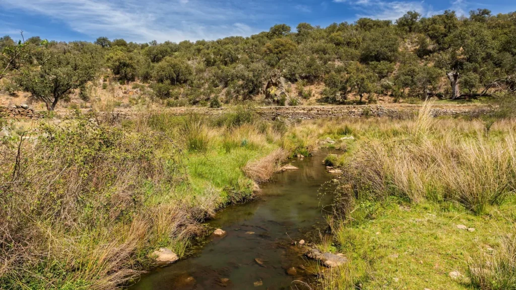 40 Anos do Criadouro Conservacionista de Fauna Silvestre do Centro de Desenvolvimento Ambiental (CDA) Riacho corre entre capim alto e vegetação de arbustos sob céu azul